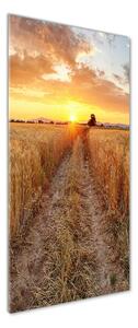 Vertikální Foto obraz sklo tvrzené Pole pšenice osv-86490095