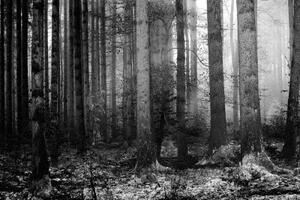 Tapeta tajemný les - 150x100 cm
