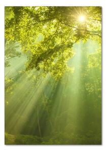 Vertikální Foto obraz fotografie na skle Slunce v lese osv-88868942