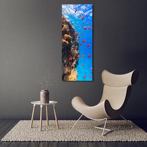 Vertikální Foto obraz sklo tvrzené Korálový útes osv-89362751