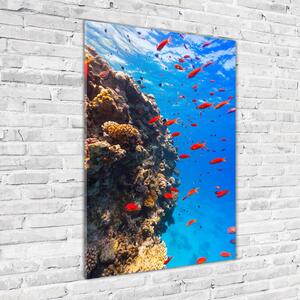Vertikální Foto obraz sklo tvrzené Korálový útes osv-89362751