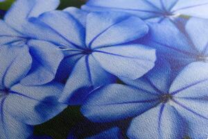 Obraz malebné modré květy