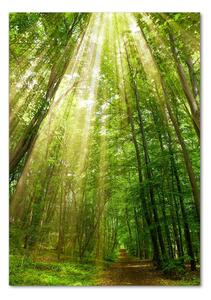 Vertikální Fotoobraz na skle Stezka v lese osv-91261550