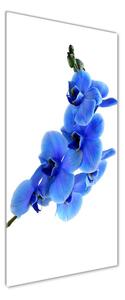 Vertikální Fotoobraz na skle Modrá orchidej osv-91549599