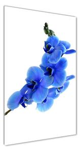 Vertikální Fotoobraz na skle Modrá orchidej osv-91549599