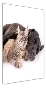 Vertikální Foto obraz sklo tvrzené Pes a kočka osv-91792125