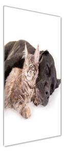 Vertikální Foto obraz sklo tvrzené Pes a kočka osv-91792125