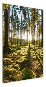 Vertikální Foto obraz sklo tvrzené Sosnový les osv-92027264