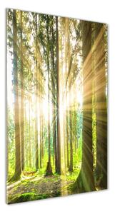 Vertikální Foto obraz fotografie na skle Slunce v lese osv-92474685