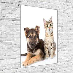 Vertikální Foto obraz sklo tvrzené Pes a kočka osv-94452483