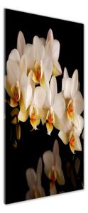 Vertikální Foto-obrah sklo tvrzené Orchidej osv-95410450