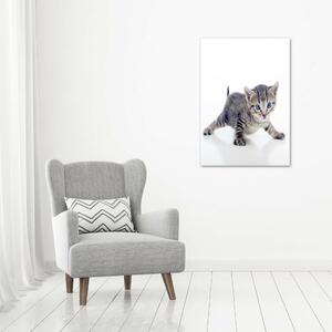 Vertikální Foto-obrah sklo tvrzené Malá kočka osv-95620650