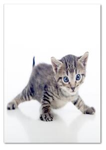 Vertikální Foto-obrah sklo tvrzené Malá kočka osv-95620650