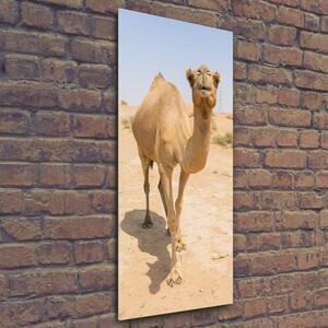 Vertikální Fotoobraz na skle Velbloud na poušti osv-97157557