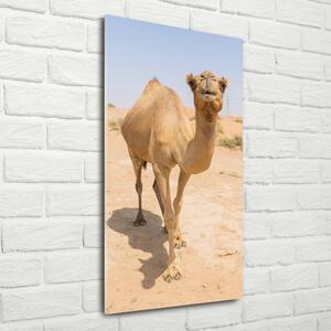 Vertikální Fotoobraz na skle Velbloud na poušti osv-97157557
