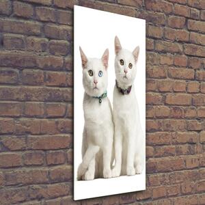 Vertikální Foto obraz fotografie na skle Dvě bílé kočky osv-97350767