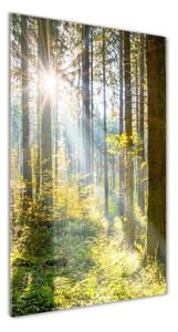 Vertikální Foto obraz fotografie na skle Slunce v lese osv-98252702