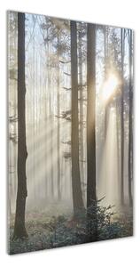 Vertikální Foto obraz sklo tvrzené Mlha v lese osv-98968412