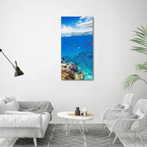 Vertikální Foto obraz sklo tvrzené Korálový útes osv-99741129