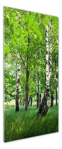 Vertikální Foto obraz sklo tvrzené Břízový les osv-99735261