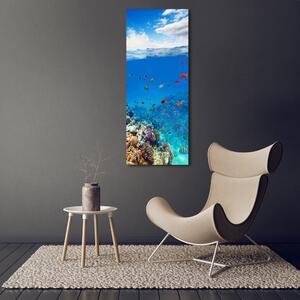 Vertikální Foto obraz sklo tvrzené Korálový útes osv-99741129