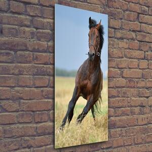 Vertikální Foto obraz sklo tvrzené Kůň na poli osv-99827163