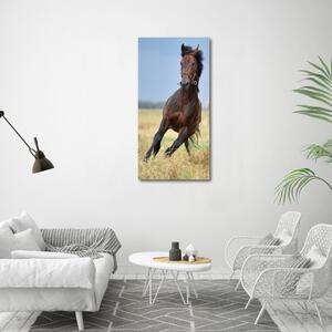 Vertikální Vertikální Foto obraz na plátně do obýváku Kůň na poli ocv-99827163