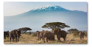 Foto obraz skleněný horizontální Sloni Kilimandžaro osh-100418826