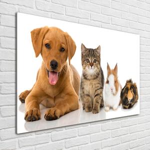Foto obraz sklo tvrzené Pes a kočka osh-100573313