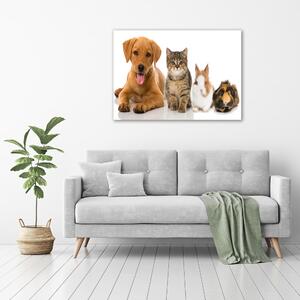 Foto obraz na plátně do obýváku Pes a kočka oc-100573313