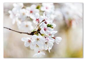 Foto-obraz fotografie na skle Květy višně osh-100965392