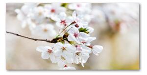 Foto-obraz fotografie na skle Květy višně osh-100965392