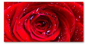 Foto obraz sklo tvrzené Květ růže osh-100979783