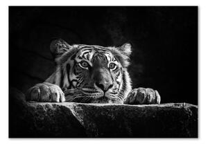 Foto-obraz skleněný horizontální Tygr osh-101258480