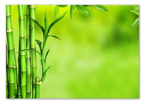 Fotoobraz na skle Bambus osh-101574587