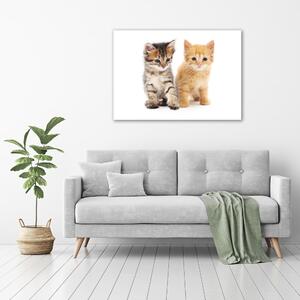 Foto-obrah sklo tvrzené Hnědá a červená kočka osh-101681955