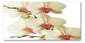 Foto obraz fotografie na skle Orchidej osh-102443917