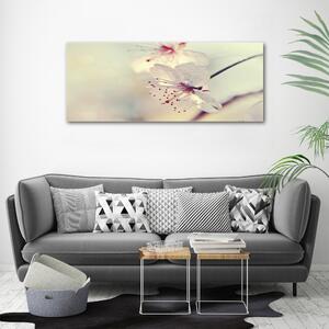 Foto obraz na plátně do obýváku Květ višně oc-102906126