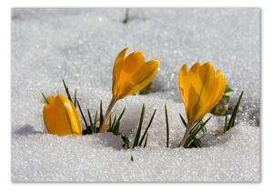 Foto obraz sklo tvrzené Krokusy ve sněhu osh-103983821