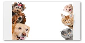 Foto-obrah sklo tvrzené Psy a kočky osh-104206550