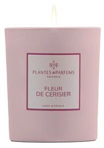 Plantes et Parfums de Provence Fleur de Cerisier