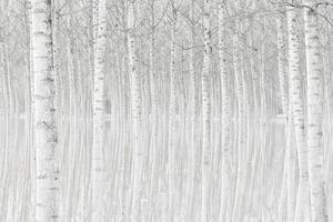 Fotografie Trees, Aglioni Simone