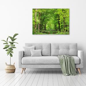 Foto obraz skleněný horizontální Jarní les osh-104709227