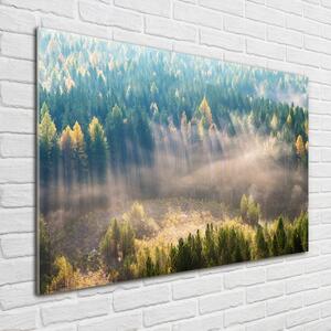 Fotoobraz na skle Mlha v lese osh-104886541