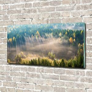 Fotoobraz na skle Mlha v lese osh-104886541