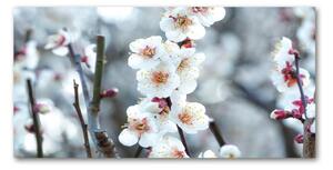 Foto obraz sklo tvrzené Květy višně osh-104952401