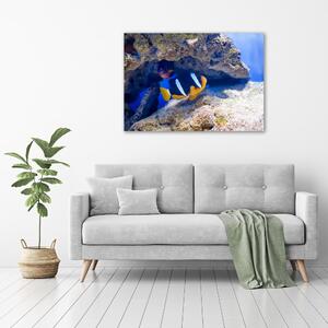 Foto obraz na plátně Tropická ryba oc-105173265