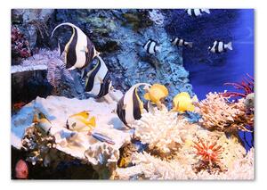 Foto obraz fotografie na skle Korálový útes osh-105919456