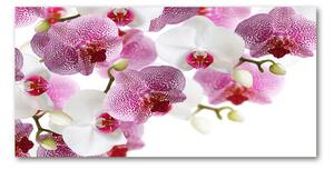 Foto obraz sklo tvrzené Orchidej osh-107506962
