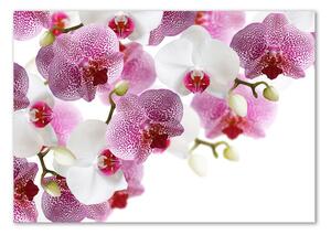 Foto obraz sklo tvrzené Orchidej osh-107506962